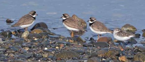 piping plovers